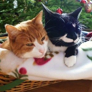 Meet your Posher, Patty